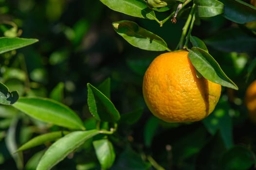 juicy tangerines on tree branches in autumn in Cyprus 2