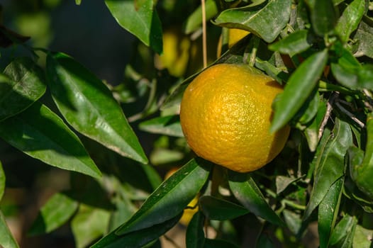 juicy tangerines on tree branches in autumn in Cyprus 3