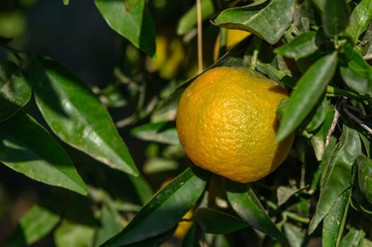 juicy tangerines on tree branches in autumn in Cyprus 4