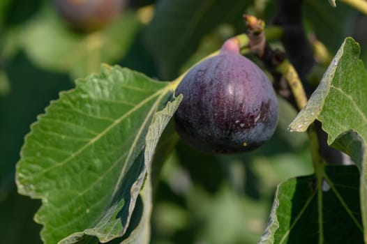 delicious figs on tree branches in autumn in Cyprus 1