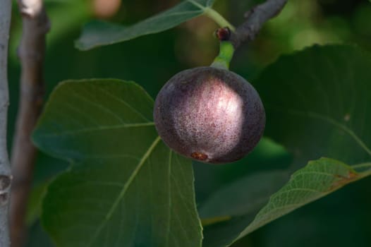 delicious figs on tree branches in autumn in Cyprus 2