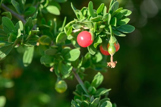 red berries on tree branches in autumn in Cyprus