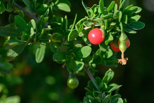 red berries on tree branches in autumn in Cyprus 1