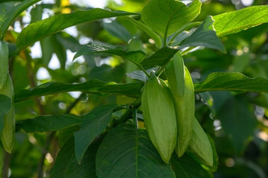 okra fruits on branches in Cyprus 1