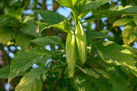 okra fruits on branches in Cyprus