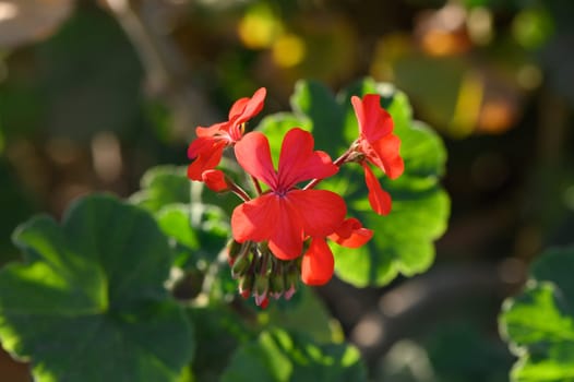 Pelargonium tongaense flowers on the island of Cyprus 1