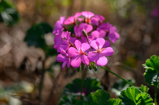 Pelargonium thyroid-cascade on the island of Cyprus 2