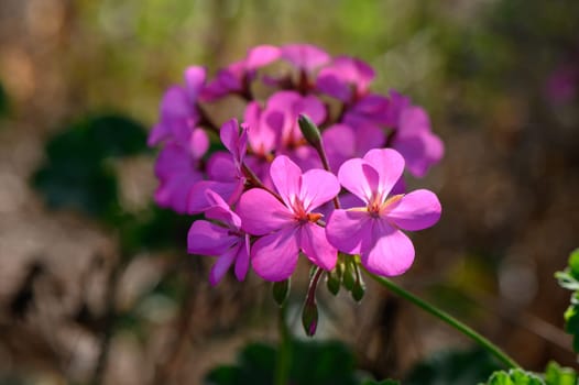 Pelargonium thyroid-cascade on the island of Cyprus 1