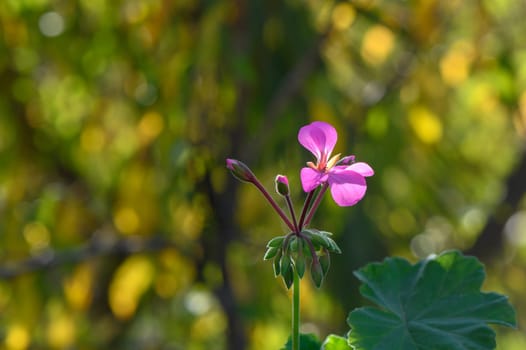 Pelargonium thyroid-cascade on the island of Cyprus