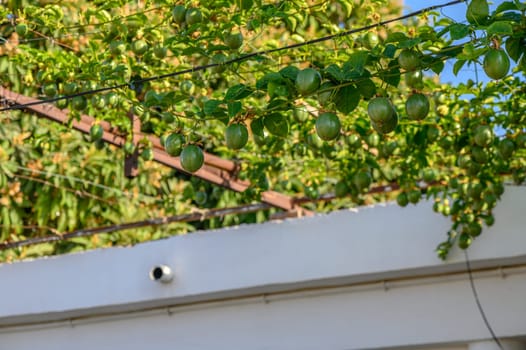 passion fruit in a village house on the island of Cyprus