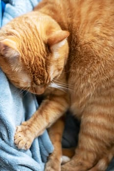 Ginger cat curled up in a ball and sleeps close up