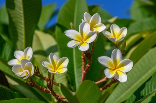 white plumeria flowers on the island of Cyprus 7