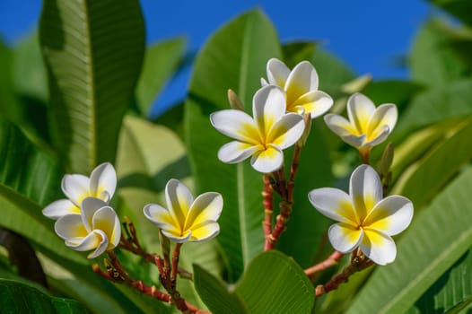 white plumeria flowers on the island of Cyprus 6