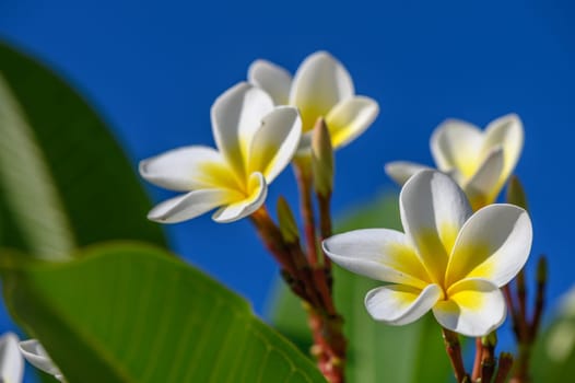 white plumeria flowers on the island of Cyprus 5