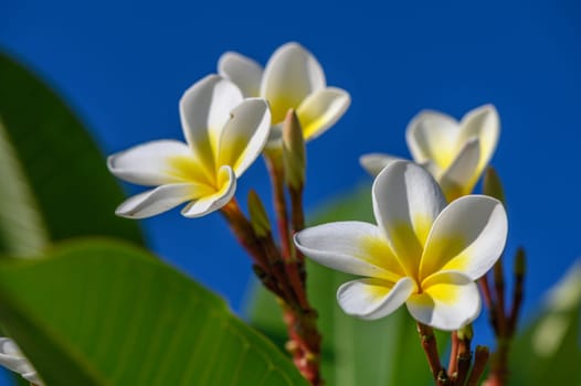 white plumeria flowers on the island of Cyprus 4