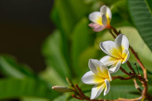 white plumeria flowers on the island of Cyprus 3