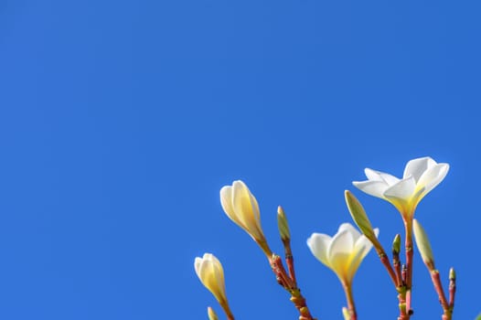 white plumeria flowers on the island of Cyprus 2