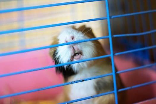 Tricolor guinea pig behind the bars of the cage