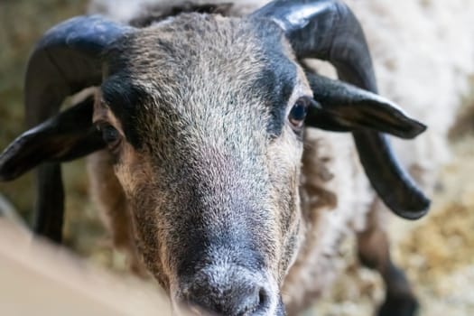 Beautiful black goat in aviary close up portrait