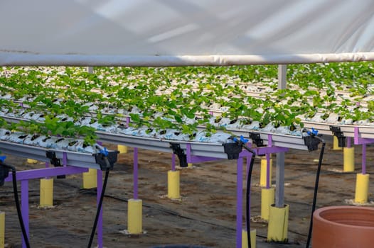 growing strawberries hydroponically in a greenhouse on the island of Cyprus 4