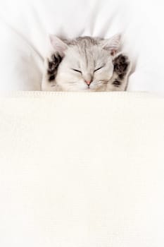 A white kitten sleeps cutely under a white blanket, paws up. Top view. Copy space. Vertical