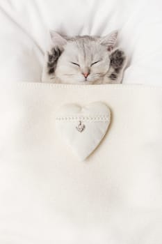 A cute white British kitten sleeps under a white knitted blanket, with a white textile heart, gray paws up. Top view. Vertical. Copy space