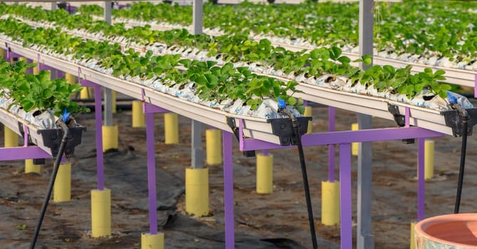 growing strawberries hydroponically in a greenhouse on the island of Cyprus 2