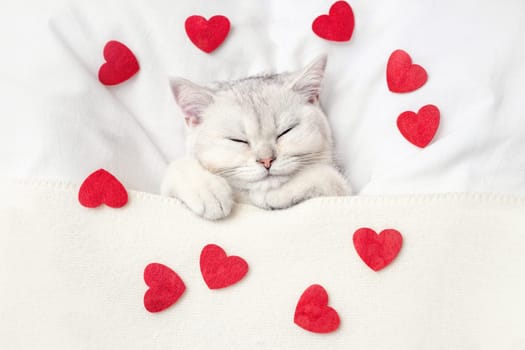 A cute white kitten sleeps on a white bed under a knitted blanket with scattered red hearts. View from above. Copy space