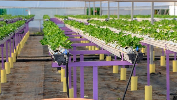 growing strawberries hydroponically in a greenhouse on the island of Cyprus 1