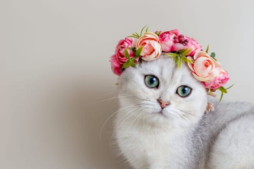 Cute white kitten wearing a crown of pink flowers on a gray background . Close up. Copy space