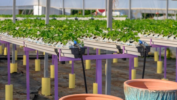 growing strawberries hydroponically in a greenhouse on the island of Cyprus