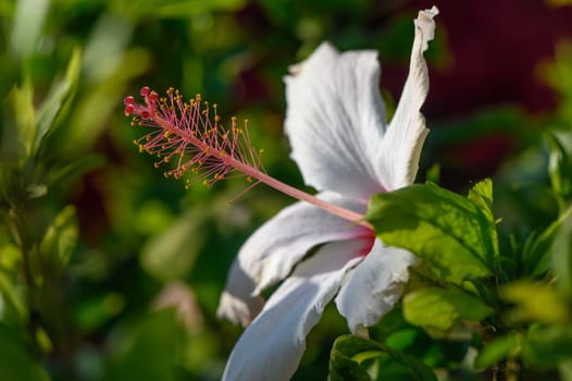 white flower Hibiscus Waimea on the island of Cyprus