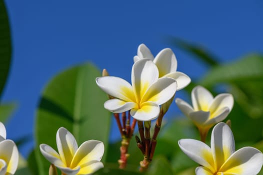 white plumeria flowers on the island of Cyprus 1