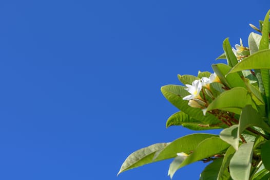 white plumeria flowers on the island of Cyprus