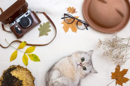 Autumn flat design with funny white cat, autumn leaves, old film camera, dry sunflower, felt hat and glasses, on white blanket. Top view