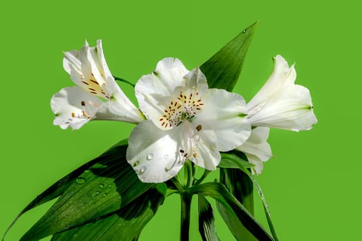 Beautiful blooming white Alstroemeria flower with green leaves isolated on a green background. Flower head close-up.