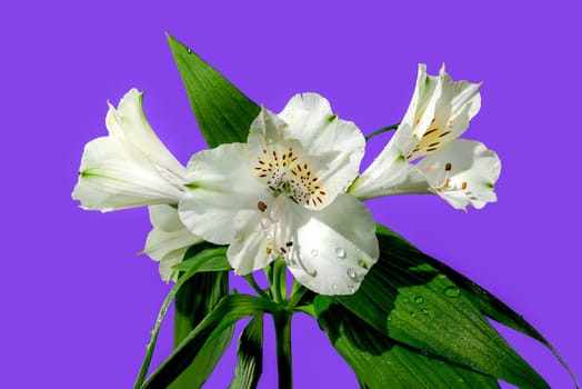 Beautiful blooming white Alstroemeria flower with green leaves isolated on a purple background. Flower head close-up.