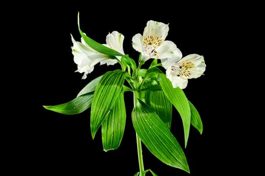 Beautiful blooming white Alstroemeria flower with green leaves on a black background. Flower head close-up.