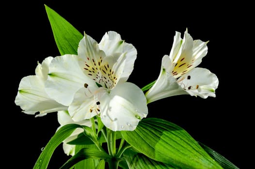 Beautiful blooming white Alstroemeria flower with green leaves on a black background. Flower head close-up.