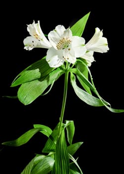 Beautiful blooming white Alstroemeria flower with green leaves on a black background. Flower head close-up.