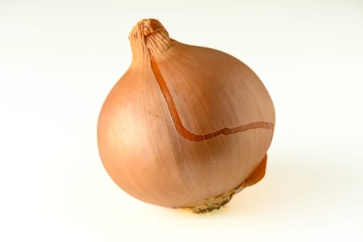 onion on white background in Cyprus