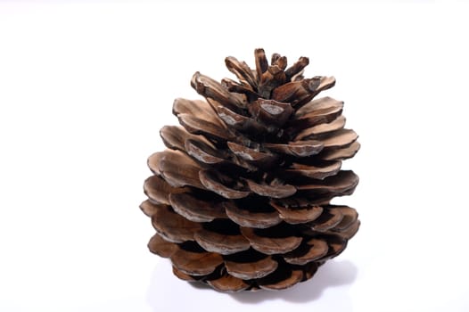 conifer cone on a white background 4