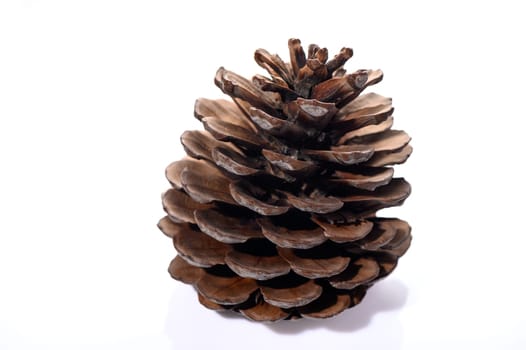 conifer cone on a white background 3