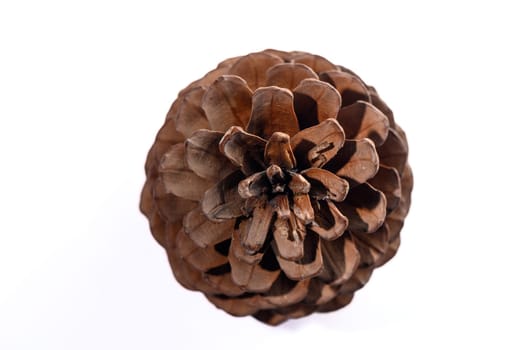 conifer cone on a white background 2