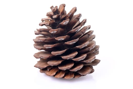 conifer cone on a white background