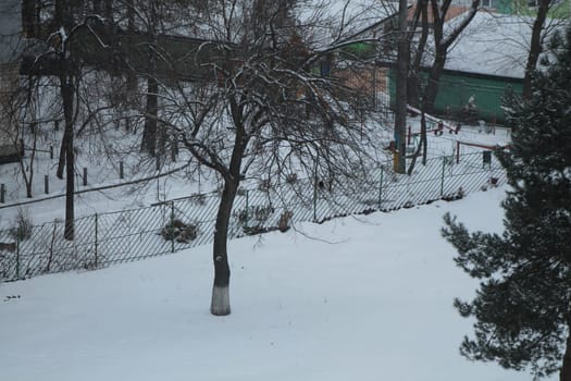 Trees covered with a layer of snow in the winter