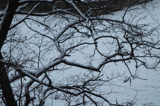 Trees covered with a layer of snow in the winter