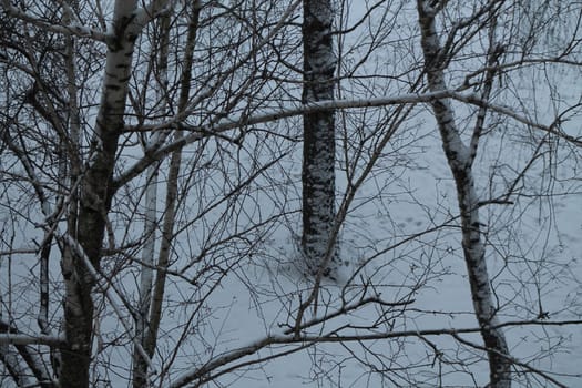 Trees covered with a layer of snow in the winter