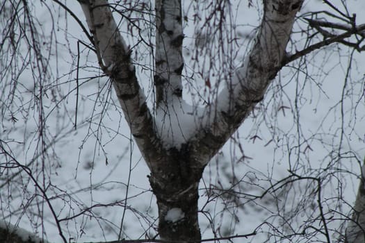 Trees covered with a layer of snow in the winter