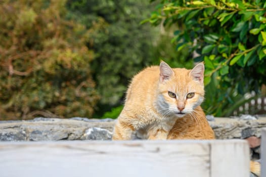 red cat in the sun Cyprus 3